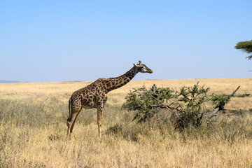 Masai Giraffe foraging in Serengeti Savannah in dry season in Tanzania