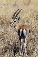 Thomson's Gazelle in Serengeti Savannah in dry season in Tanzania