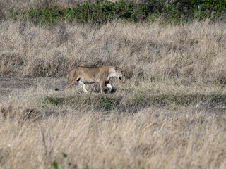 Naklejka na ściany i meble Lioness walking in Serengeti savannah in dry season, Tanzania