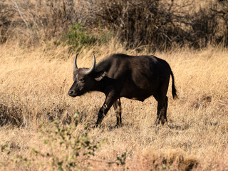 African Buffalo in Serengeti Savannah in dry season in Tanzania