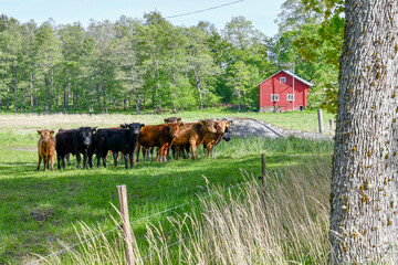 Happy cows grazing 