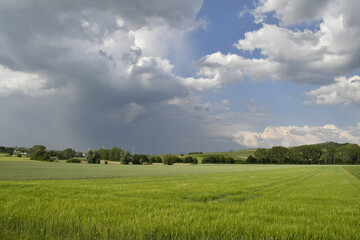 rheinhessische frühlingslandschaft