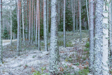 Forest landscape in winter