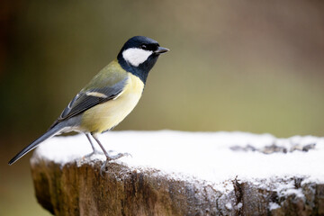 Fototapeta premium Beautiful black and yellow Great Tit (parus major) perched on a snow covered log in Winter. Yorkshire, UK, December