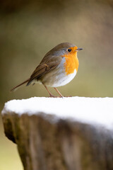 Adult Robin (erithacus rubecula) perched on a snowy log with a natural, light green, dappled background - Yorkshire, UK in Winter