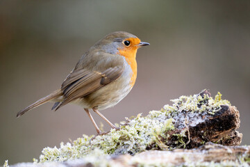 Adult Robin (erithacus rubecula) perched on a frosty log with a natural, muted background -...