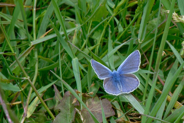 Papillon bleu
