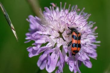 Trichodes alvearius - le Trichode des ruches - Clairon des ruches
