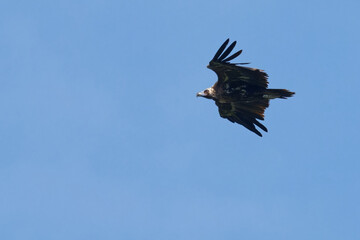 Vautour moine - Aegypius monachus -  Accipitridae.