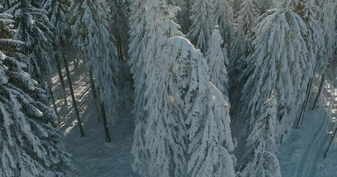 Aerial Panning Beautiful Shot Of Tall Snowy Trees In Frozen Forest - Oberhof, Germany