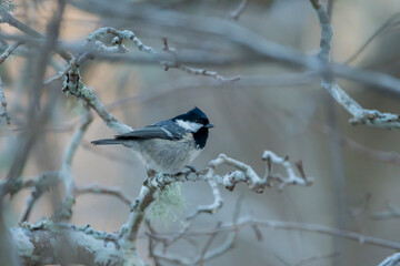 Coal tit or cole tit (Periparus ater) perched on a branch in winter
