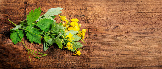 Greater celandine, Chelidonium majus