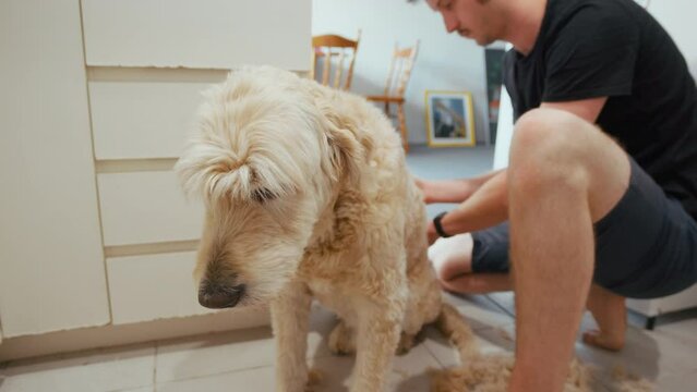 A young man sits on the kitchen floor, attentively grooming his dog's fur, concept of care and dedication of pet owners