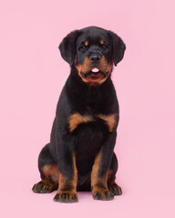 Rottweiler puppy sitting on a pink background