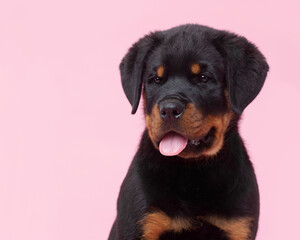 Rottweiler puppy, portrait on a pink background