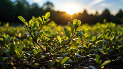 Obraz premium Green Leaves Glow Morning Sun Copy, Background Image, Desktop Wallpaper Backgrounds, HD