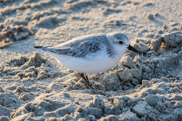 sanderling (Calidris alba) in non-breeding plumage on the beach of Vlissingen, Netherlands