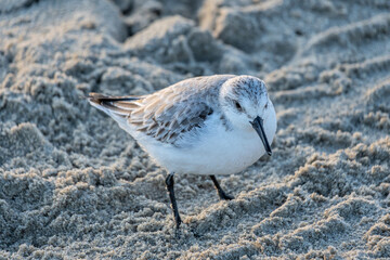 sanderling (Calidris alba) in non-breeding plumage on the beach of Vlissingen, Netherlands