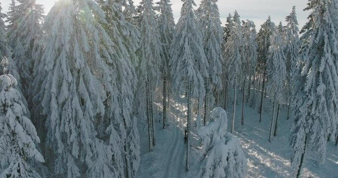 Aerial Tilt Down Shot Of Person Walking On Snowy Landscape Amidst Frozen Trees In Forest - Oberhof, Germany