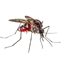 Mosquito isolated on transparent background.