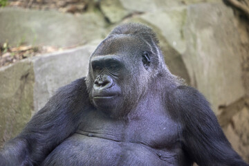 Meet the powerful inhabitant of the Congo Gorilla Forest at the Bronx Zoo. This majestic gorilla, amidst a lush natural habitat, showcases the strength and grace of these incredible creatures. © Jonathan
