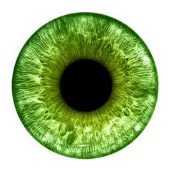 Green eye iris - human eye - 687202166