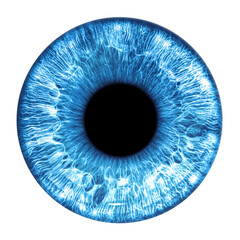 Blue eye iris - human eye - obrazy, fototapety, plakaty