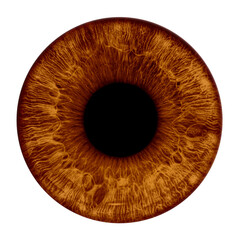 Brown eye iris - human eye - 687202189