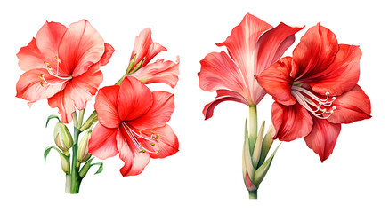 Gladiolus flower, watercolor clipart illustration with isolated background