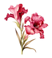 Gladiolus flower, watercolor clipart illustration with isolated background - obrazy, fototapety, plakaty