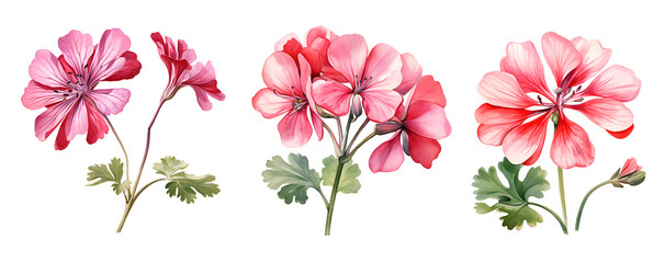 Pelargonium flower, watercolor clipart illustration with isolated background - obrazy, fototapety, plakaty