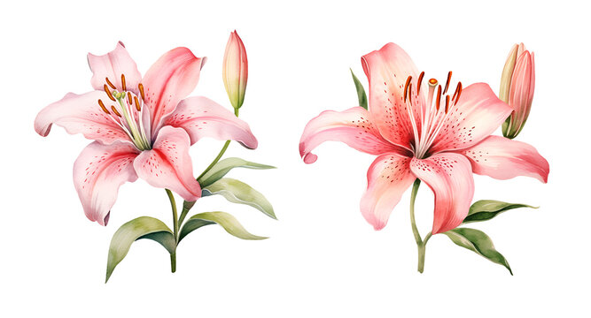 Lily Flower, watercolor clipart illustration with isolated background
