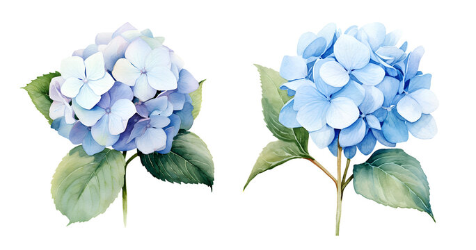 Hydrangea Flower, watercolor clipart illustration with isolated background