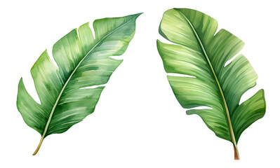 Banana leaf, watercolor clipart illustration with isolated background - obrazy, fototapety, plakaty