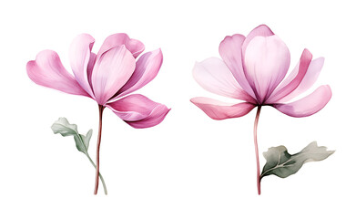 Cyclamen Flower, watercolor clipart illustration with isolated background