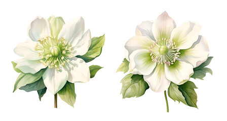 Hellebore Flower, watercolor clipart illustration with isolated background