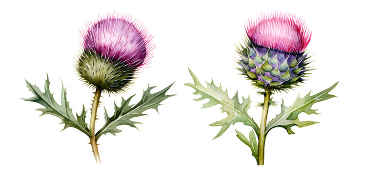 Scottish thistle Flower, watercolor clipart illustration with isolated background