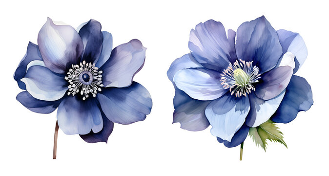 Navy blue hellebore Flower, watercolor clipart illustration with isolated background
