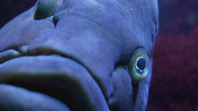 Close up of grouper fish head looking at the camera