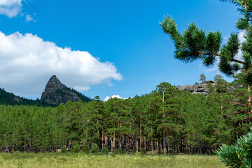 mountain flowers, pine forest, wild vegetation in the steppe and mountains, summer mountain landscape