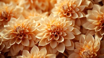 Dahlia Flower Garden Yellow Petals Near, Background Image, Desktop Wallpaper Backgrounds, HD