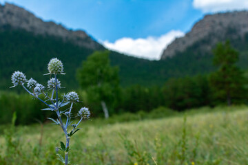mountain flowers, pine forest, wild vegetation in the steppe and mountains, summer mountain landscape