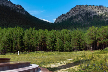 mountain flowers, pine forest, wild vegetation in the steppe and mountains, summer mountain landscape