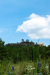 mountain flowers, pine forest, wild vegetation in the steppe and mountains, summer mountain landscape