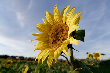 Single sunflower in bloom with bee . Tuscany, Italy