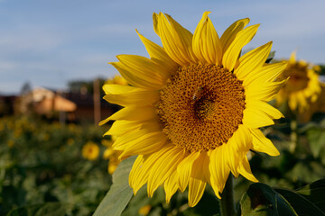 Single sunflower in bloom with bee . Tuscany, Italy