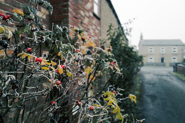 Shallow focus of winter Rugosa Rose berries seen down a quiet country lane in early winter. The...