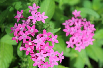 pink flowers in the garden