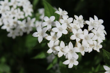 white delicate flowers close-up on the background of natural green leaves