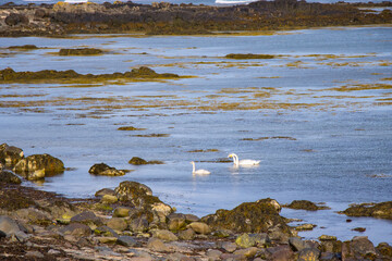 Beautiful Swan Birds and Seal seen in the distant  in the Atlantic Ocean of Iceland